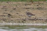 20150714_Bairds-Strandloper_Den Helder_1